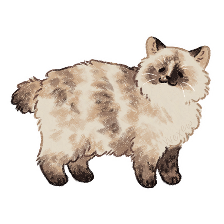 Creation pet 2 Creation pet 2