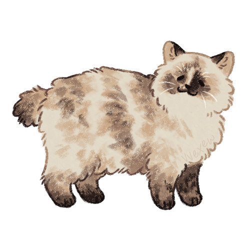 Creation pet 2 Creation pet 2